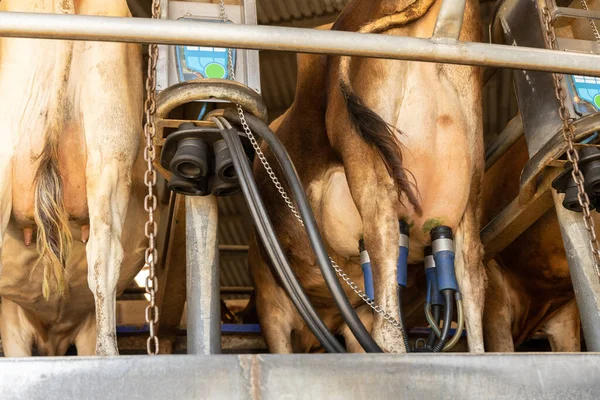 Συστάδα Μιας Αυτόματης Μηχανής Αρμέγματος Που Συνδέεται Μαστίγιο Μιας Αγελάδας — Φωτογραφία Αρχείου