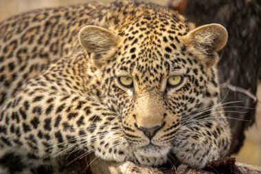 A close up shot of a leopard lying on a broken tree branch in the Kruger National Park South Africa