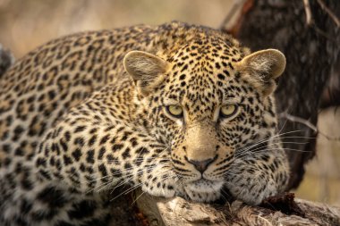 A close up shot of a leopard lying on a broken tree branch in the Kruger National Park South Africa