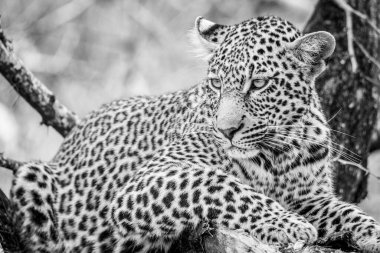 A close up monochrome image of a leopard lying on a broken tree branch in the Kruger National Park South Africa