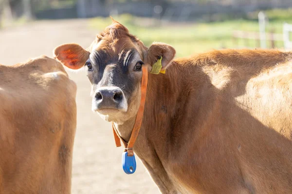 Una Vaca Raza Jersey Mirando Cámara Una Etiqueta Electrónica Monitoreo —  Fotos de Stock