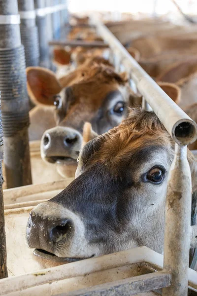 Αγελάδες Του Τζέρσεϊ Ένα Αρμεκτήριο Κοιτώντας Την Κάμερα Ενώ Αρμέγονταν — Φωτογραφία Αρχείου
