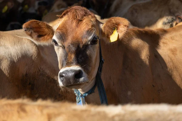 Una Vaca Raza Jersey Mirando Cámara Una Etiqueta Electrónica Monitoreo —  Fotos de Stock