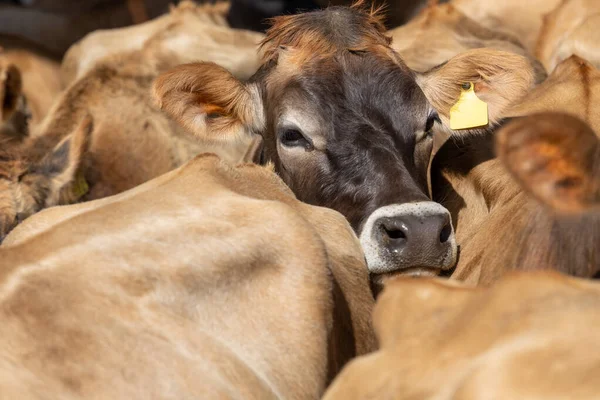 A jersey cow resting its head on the back of another cow