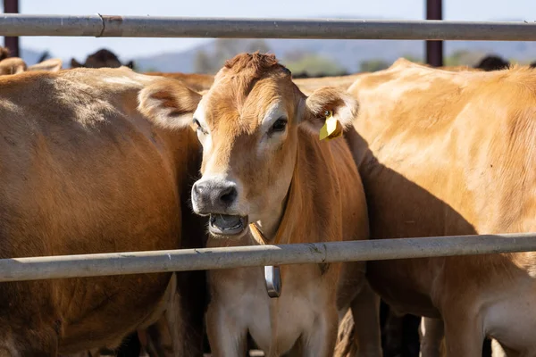 Una Vaca Jersey Mirando Través Los Barrotes Una Puerta Parece —  Fotos de Stock