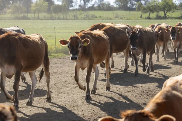 Una Manada Vacas Lecheras Caminando Sala Para Ser Ordeñadas —  Fotos de Stock