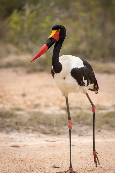 Una Cigüeña Pico Silla Montar Ephippiorhynchus Senegalensis Caminando Través Pastizales — Foto de Stock