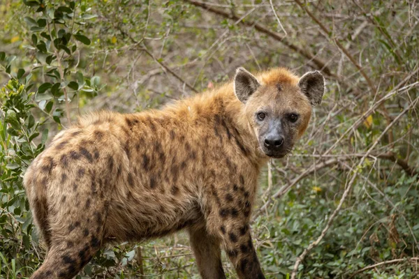 Spotted Hyena Bush Looking Camera — Stock Photo, Image
