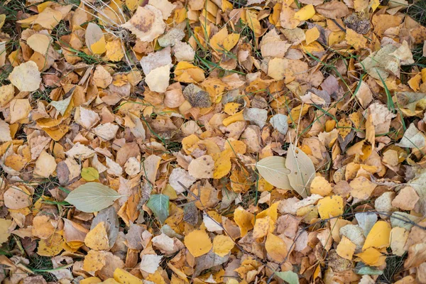 Viele Bunte Herbstblätter Hintergrund — Stockfoto