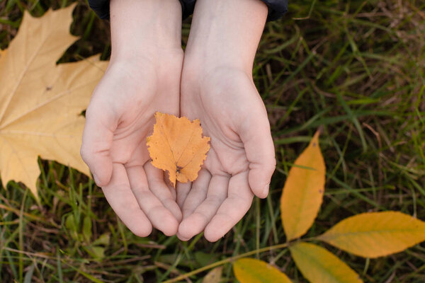 hand holding an autumn leaf on the ground