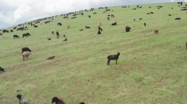 Büyük koyun ve koç sürülerinin otladığı yeşil otlarla büyük tarlalar üzerinde uçan hava uçuşu. Bulutlu bir gökyüzüne karşı tarlalarda otlayan hayvanlarla harika bir yaz manzarası. İHA atışı.