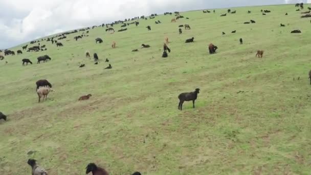 Воздушный полет над большими полями с зеленой травой, где пасутся большие стада овец и баранов. Прекрасный летний пейзаж с пасущимися животными в полях на фоне облачного неба. Беспилотник. — стоковое видео