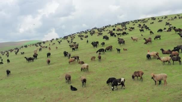 Vuelo aéreo sobre grandes campos con hierba verde donde pastan grandes manadas de ovejas y carneros. Un maravilloso paisaje de verano con animales pastando en los campos contra un cielo nublado. Disparo de dron. — Vídeos de Stock