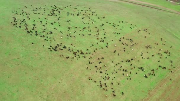 Górny lot z powietrza nad dużymi polami z zieloną trawą, gdzie pasą się duże stada owiec i baranów. Wspaniały letni krajobraz z wypasanymi zwierzętami na polach przed zachmurzonym niebem. Strzał drona. — Wideo stockowe