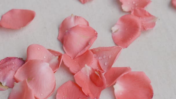 Primer plano de pétalos de rosa rojo-rosa con gotas de agua clara que caen sobre una superficie beige a la luz del día suave. Pétalos de rosa roja caen al suelo, cubriendo todo el espacio. — Vídeos de Stock