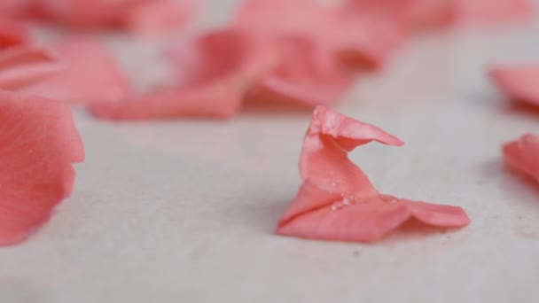 Primer plano de pétalos de rosa rojo-rosa con gotas de agua clara que caen sobre una superficie beige a la luz del día suave. Pétalos de rosa roja caen al suelo, cubriendo todo el espacio. — Vídeos de Stock