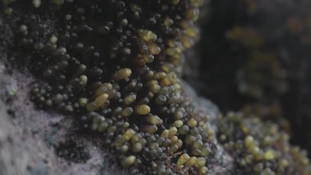 Detailní záběr zelených řas oceánu ve formě průhledných víček rostoucích na tmavém kotouči. Nádherná flóra a fauna řas rostlin na temné skále otevření po odlivu na pobřeží odpoledne. — Stock video