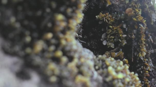 Κοντινό πλάνο πράσινης άλγης ωκεανού με τη μορφή διαφανών καπακιών που αναπτύσσονται σε σκοτεινό κύλινδρο. Υπέροχη χλωρίδα και πανίδα των φυτών άλγης σε σκοτεινό βράχο που ανοίγουν μετά από χαμηλή παλίρροια στην ακτή το απόγευμα. — Αρχείο Βίντεο