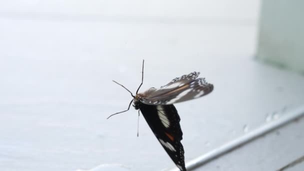 Uma bela borboleta preta Hypolimnas bolina da família Nymphalidae se senta em uma janela de vidro e abana suas asas. Uma borboleta grande com asas multicoloridas senta-se no vidro em uma sala brilhante. — Vídeo de Stock