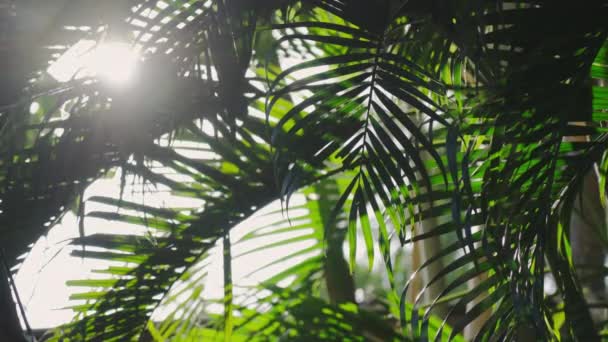 Sinar matahari yang indah menembus semak-semak tanaman tropis yang berkembang dalam angin. Sinar matahari bersinar melalui daun bambu di hutan hijau. Hutan hujan pada hari yang cerah. Gerakan lambat. — Stok Video