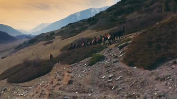 乾燥した谷の上に高速動的飛行と馬のパックを一緒に立って、山の背景に夕日の光の線で。暖かい色の野生生物の空中ショット。4Kドローン. — ストック動画