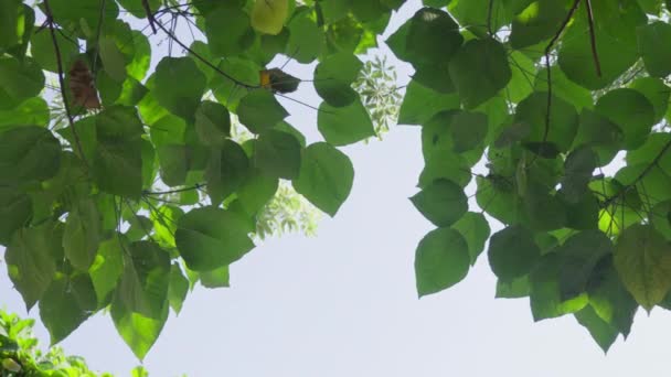Прекрасные ветви с зелеными листьями качаются на ветру против голубого неба в яркий день. Успокаивающая рамка с зелеными деревьями. Пов человека, смотрящего в небо сквозь листву деревьев — стоковое видео
