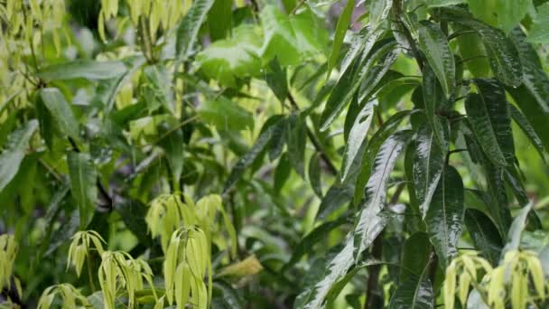 Zielone liście roślin tropikalnych pod silnym deszczem w zwolnionym tempie w słoneczny dzień. Tropikalna ulewa podczas pory deszczowej na wyspie Bali. Indonezja. Moment deszczu w dżungli. 4k — Wideo stockowe