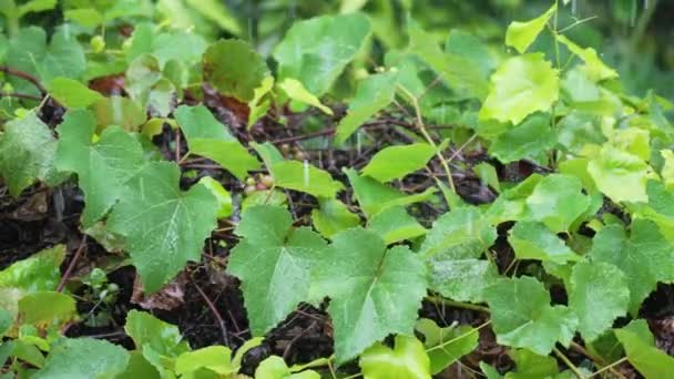 Κοντινό πλάνο ανοιχτόχρωμων πράσινων φύλλων σταφυλιού με μικρά σταφύλια κάτω από βαριά βροχή κατά τη διάρκεια της ημέρας. Οι σταγόνες κυματίζουν τα υφαντά φύλλα του αμπελώνα. Φύση και τροπική βροχή. Αργή κίνηση — Αρχείο Βίντεο