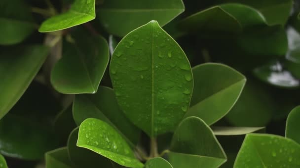 Zbliżenie pięknego zielonego liścia z kroplami deszczu na tle mokrych liści i opadających kropel deszczu. Zielony liść rośliny w pochmurny deszczowy dzień. Indonezja. Na Bali. Zwolniony ruch. — Wideo stockowe