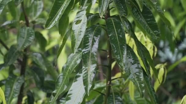 Zbliżenie zielony liść tropikalny roślina pod ciężki deszcz w zwolniony ruch w słoneczny dzień. Tropikalna ulewa podczas pory deszczowej na Bali. Indonezja. Chwila deszczu w dżungli. 4k — Wideo stockowe