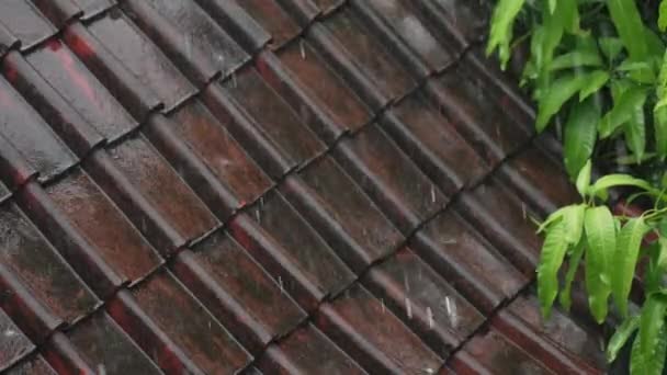 Egy közeli kép a tető ősi piros csempe, amelyre patakok víz folyik a nap folyamán, és esőcseppek esik. Egy ház teteje és egy zöld fa a trópusi eső alatt Bali szigetén. Indonézia. — Stock videók