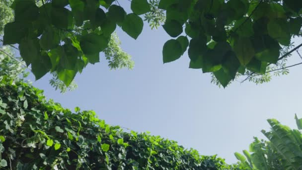 Υπέροχα κλαδιά με πράσινα φύλλα ταλαντεύονται στον άνεμο ενάντια στον γαλάζιο ουρανό σε μια καθαρή μέρα. Ένα ήρεμο πλάνο με πράσινα δέντρα στον κήπο, σε μια ηλιόλουστη μέρα. 4k αργή κίνηση — Αρχείο Βίντεο