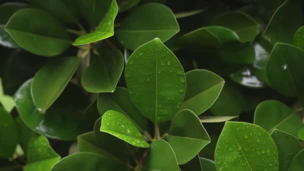 Zbliżenie pięknych zielonych liści z kroplami deszczu na tle mokrych liści i opadających kropel deszczu. Zielony liść rośliny w pochmurny deszczowy dzień. Indonezja. Na Bali. Zwolniony ruch. — Wideo stockowe