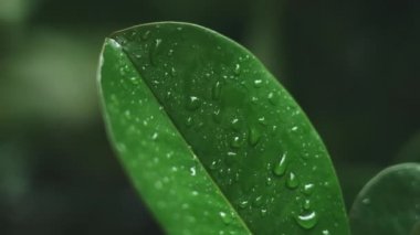 Gündüz vakti yağmur suyuna damlayan yeşil bir tropikal yaprağın yakın çekimi. Şafak vakti yeşil bir yaprağa büyük bir çiy damlası düşer, rüzgarda sallanır. Yavaş çekim.