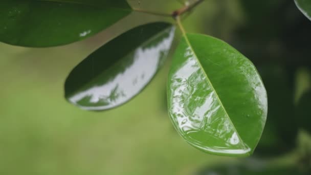 Zbliżenie zielonych liści z wilgotną powierzchnią wody deszczowej i pajęczyn w ciągu dnia. Makro fotografia dużych kropli rosy na zielonym liściu o świcie, kołysząc się na wietrze. Zwolniony ruch. — Wideo stockowe