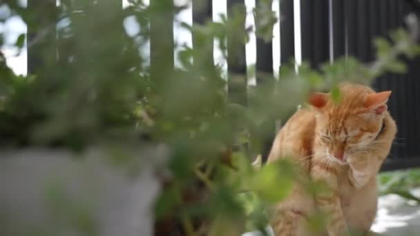 Una hermosa gata roja con un collar se sienta y lava su pata en el balcón sobre un fondo de barras negras y árboles verdes. El gato se lava durante el día en la terraza con plantas verdes. Dolly. Movimiento lento — Vídeo de stock