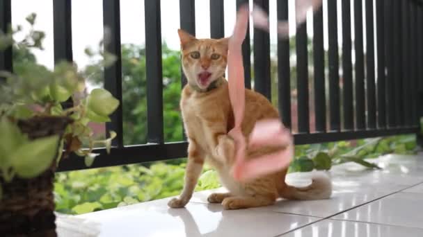 Um belo gato vermelho com um colarinho verde está brincando com uma fita rosa em um terraço com vista para o céu e árvores verdes. Um gatinho pega uma fita com as patas durante o dia na varanda. Movimento lento. — Vídeo de Stock
