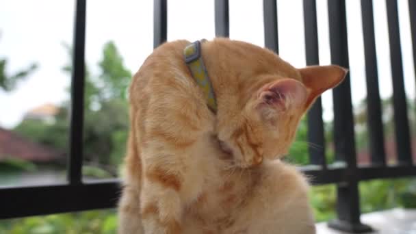 A beautiful red striped cat with a green collar licks his fur with his tongue and bites fleas during the daytime on the balcony with an iron black grille. The cat washes in slow motion. close-up. — Stockvideo