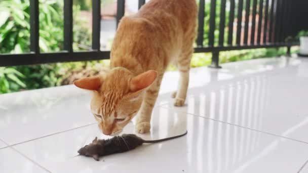 Um belo gato vermelho com olhos verdes e uma coleira pegou um mouse e levou-o em seus dentes e levou-o embora. Gato doméstico pegou o mouse em uma varanda brilhante com azulejos brancos no dia ensolarado. Movimento lento. — Vídeo de Stock