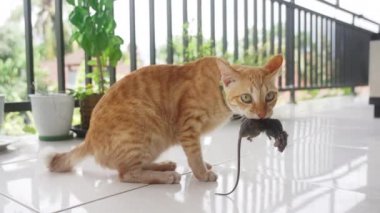 Yeşil gözlü güzel kırmızı kedi, dişlerinde uzun bir kuyruk olan kapana kısılmış fareyi tutar. Kedi, kapana kısılmış fareyi dişlerinin arasına alır ve güneşli terasta zarif bir şekilde onunla birlikte zıplar. yavaş çekim