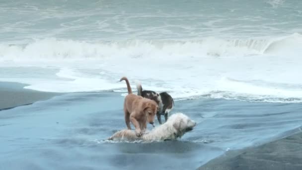 Три собаки грають у невеликій річці на пляжі на тлі океану. Собака лежить в річці і насолоджується прохолодним потоком води в спекотний день, а другий собака торкається його лапою і хоче грати. Повільний рух — стокове відео
