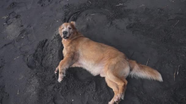Pov of a man who looks from his height at a large golden retriever who plays with him rolled on black volcanic sand. The big dog is having fun and flips over. Slow motion. — Wideo stockowe