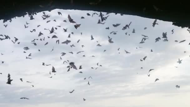 Una gran bandada de murciélagos vuela contra el fondo del cielo azul con nubes, llenando todo el marco. Muchos murciélagos vuelan durante el día a la sombra de la cueva. vida de animales salvajes. Movimiento lento. — Vídeo de stock