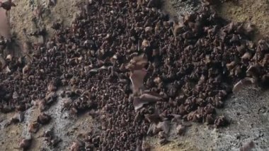  Büyük kahverengi kayalık bir duvarın ortasındaki planda yarasa sürüsü oturur, bazıları kameranın önünde büyük kanatlar sallayarak uçar. Vahşi doğada hayvan hayatı ağır çekimde.