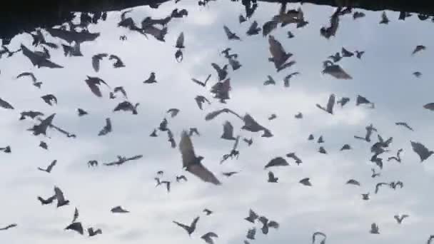 Un grand troupeau de chauves-souris vole sur fond de ciel bleu avec des nuages, remplissant tout le cadre. De nombreuses chauves-souris volent au ralenti pendant la journée à l'ombre de la grotte. Images étonnantes de la vie d'animaux sauvages. — Video