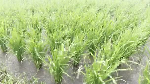 Una risaia verde ondeggia nel vento durante una forte tempesta sotto forti piogge. Risaie agricole durante la stagione delle piogge a Bali. Forti raffiche di vento scuotono le giovani piante di riso in crescita verde. — Video Stock