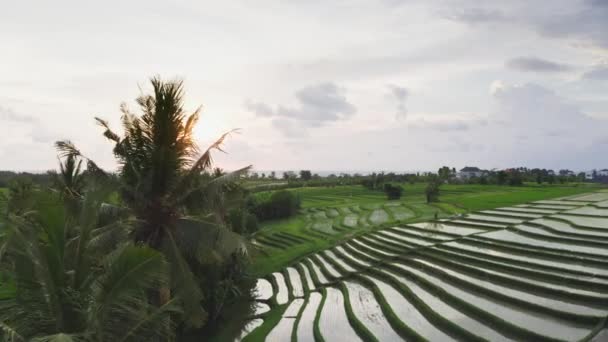 Piękny lot dronem nad polami ryżowymi z ryżem organicznym obok palm w kierunku oceanu z zachodem słońca niebo i słońce. Cudowny zachód słońca z polami ryżowymi i krajobrazami oceanu Bali. — Wideo stockowe