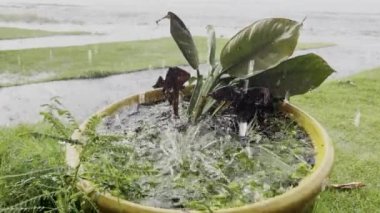 Yeşil bitkilerle dolu su dolu bir çiçek tarhı. Yağmur damlaları, büyüyen motorsikletli asfalt bir yolun arka planına çarpıyor. Şiddetli sağanak. Yakın plan.