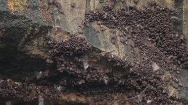 Üzerinde yarasa sürülerinin asılı durduğu zeytin rengi olan büyük bir kaya, bazı yarasalar kanatlarını çırparak etrafta uçar. Gündüz vakti ağır çekimde yarasalar.