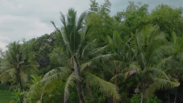 Drónrepülők nagy zöld pálmafákból, kókuszdiókkal a hátterükben zöld dzsungelsűrű, kék felhős égbolttal és felhőkkel. Nappal trópusi növények, szélben lengő ágakkal. — Stock videók